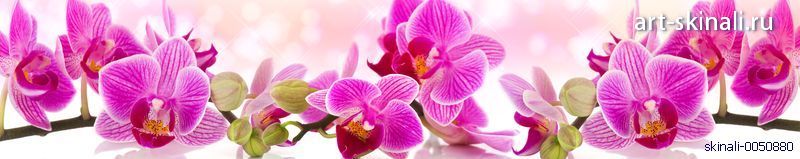 каталог скинали фото орхидеи розовые
