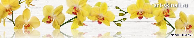 каталог фото для синали желтые орхидеи