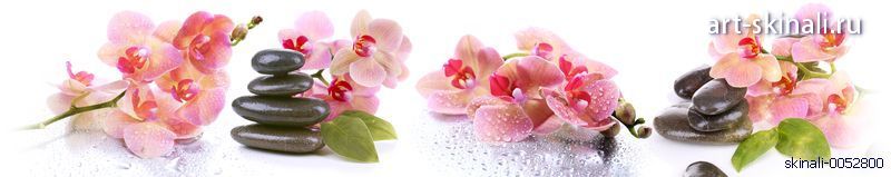 розовые орхидеи на белом фоне