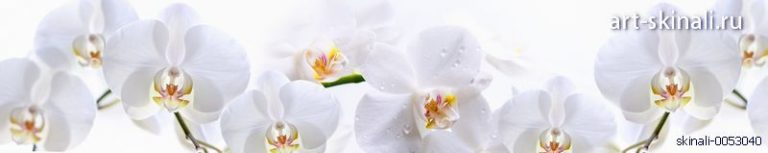фото для фартука на кухню белые орхидеи цветы
