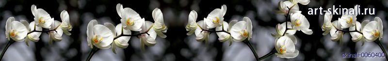 фото для скинали ветки белой орхидеи на черном фоне