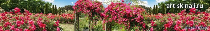 фото для фартука в кухню кусты розовых цветов в саду