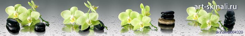 фото салатовые орхидеи