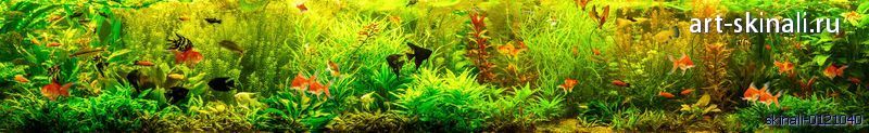 фото рыбки и водоросли в аквариуме